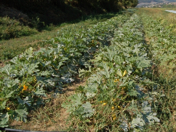 La Métropole de Lyon lance un plan de soutien à l’agriculture bio