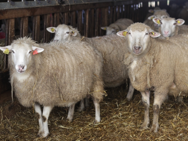 L’élevage ovin au centre de l’attention 