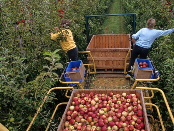 Pommes : la récolte s’annonce bonne en France