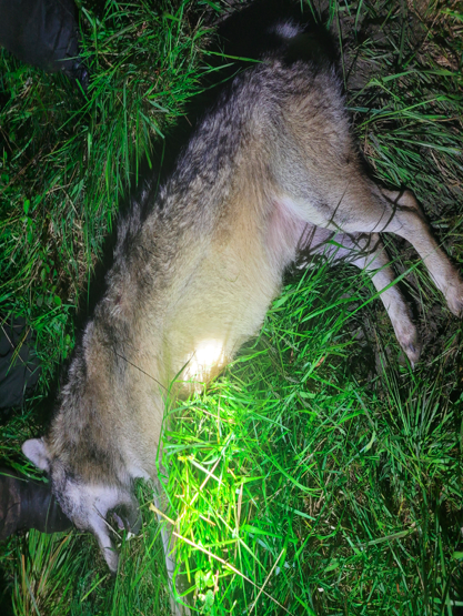 Un loup abattu à Jujurieux dans l’Ain