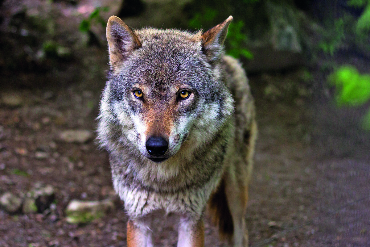 Prélèvements de loups : la FNO veut aller plus loin