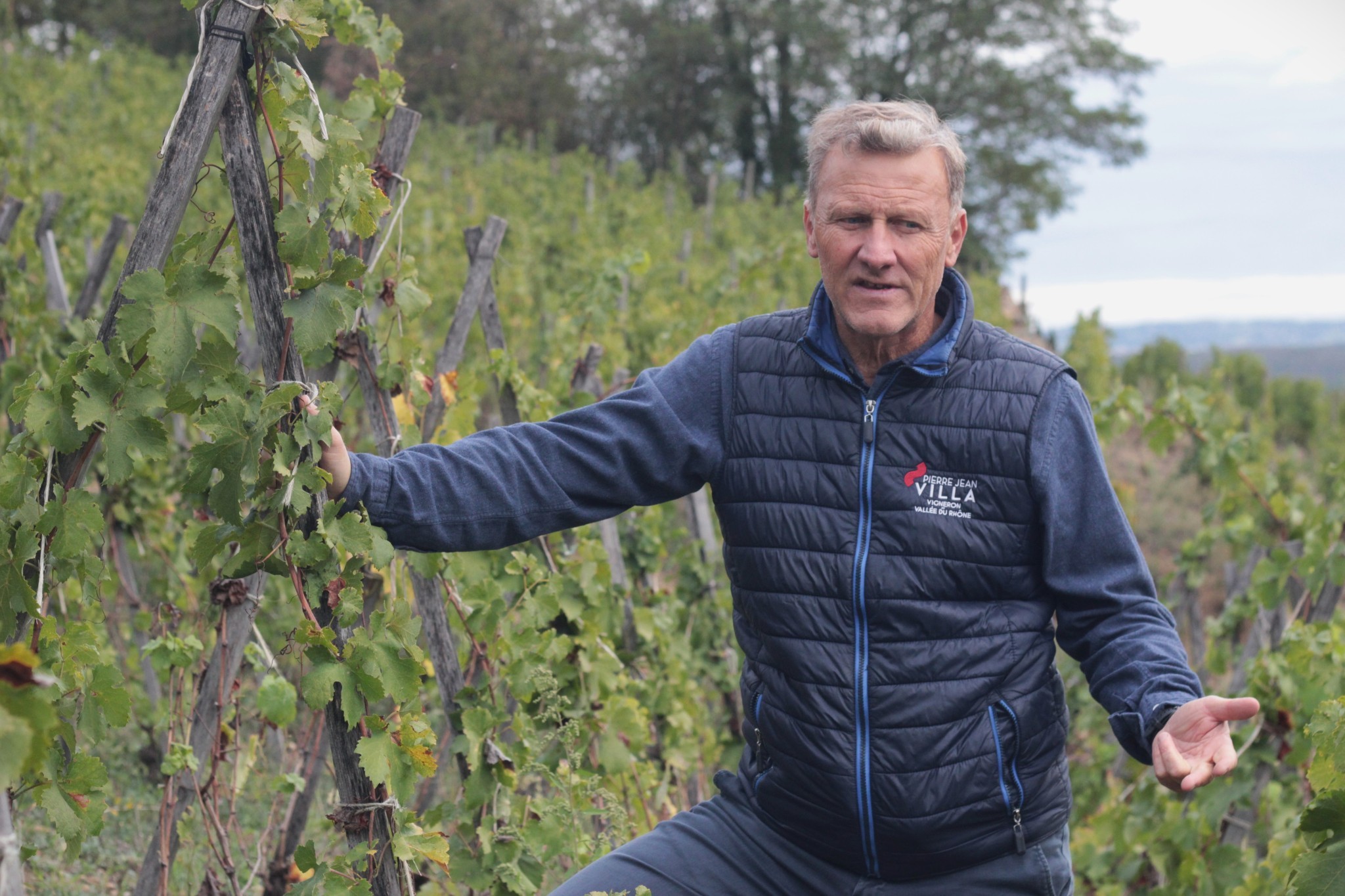 Les principes de l’agroforesterie sur vignes en test