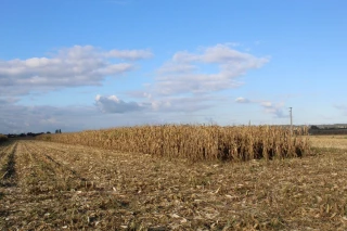 Rendements variables et prix bas