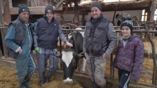 Production et longévité : Limite, la vache sans limites