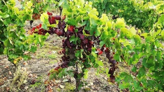 Flavescence dorée :  la bataille rang par rang