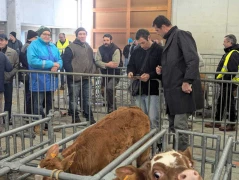 Le marché aux veaux réouvre le 9 février