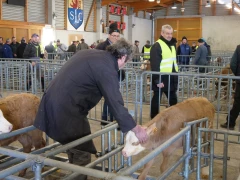 Quels débouchés pour les veaux ?