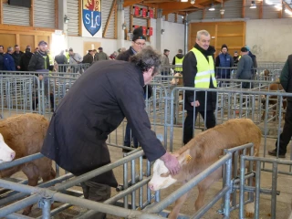 Quels débouchés pour les veaux ?