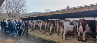 Des vaches comme on les aime !