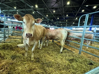 Comme  un air  de ferme