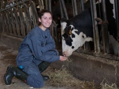 Des mains qui soignent les bovins