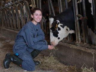 Des mains qui soignent les bovins