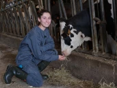 Des mains qui soignent les bovins