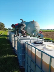 De l’urine pour fertiliser les cultures 