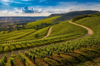 Vendanges 2026 : le chrono tourne