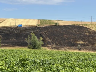 Vignes en cendres