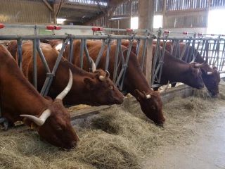 Des salers après les vaches laitières