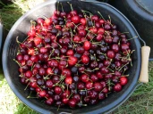 Cerises : une saison éprouvante