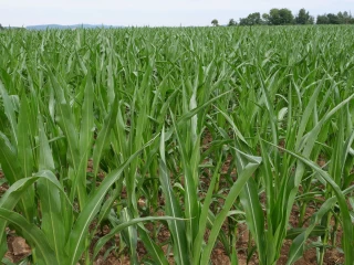 Une campagne céréales en demi-teinte