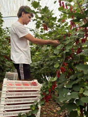 Des fruits d’été appréciés 