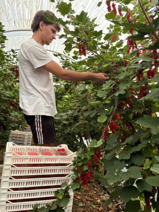 Des fruits d’été appréciés 