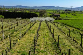 Face aux aléas, les coteaux du lyonnais s’accrochent 