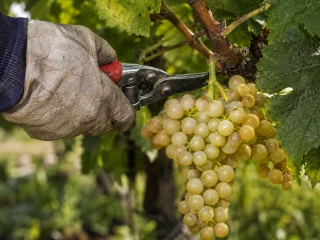 Vendanges : déjà l’heure ?