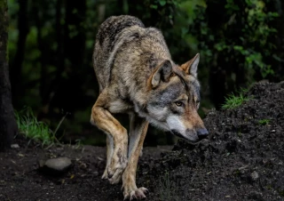 Le loup prend ses quartiers dans le Pilat