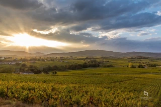 La vigne attend son tour