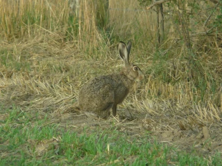 Les chasseurs ont repris du service