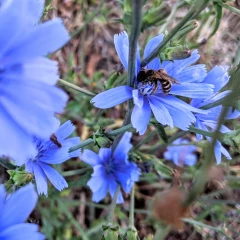 Plan pollinisateurs : le point sur une réforme controversée