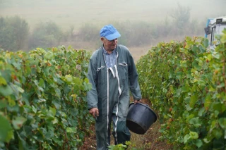 Début des vendanges sous la pluie ! 