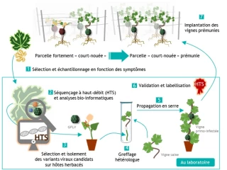 Le court-noué : une maladie sous-estimée en Beaujolais 
