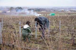 Taille de la vigne : la comprendre en se formant
