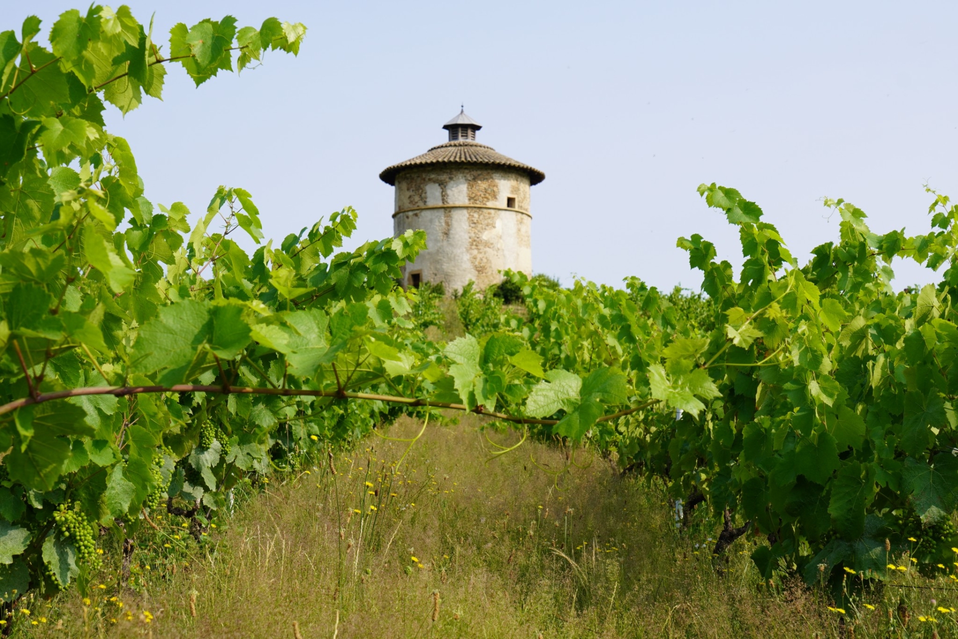 Couverts végétaux et entretien mécanique des sols : des viticulteurs témoignent