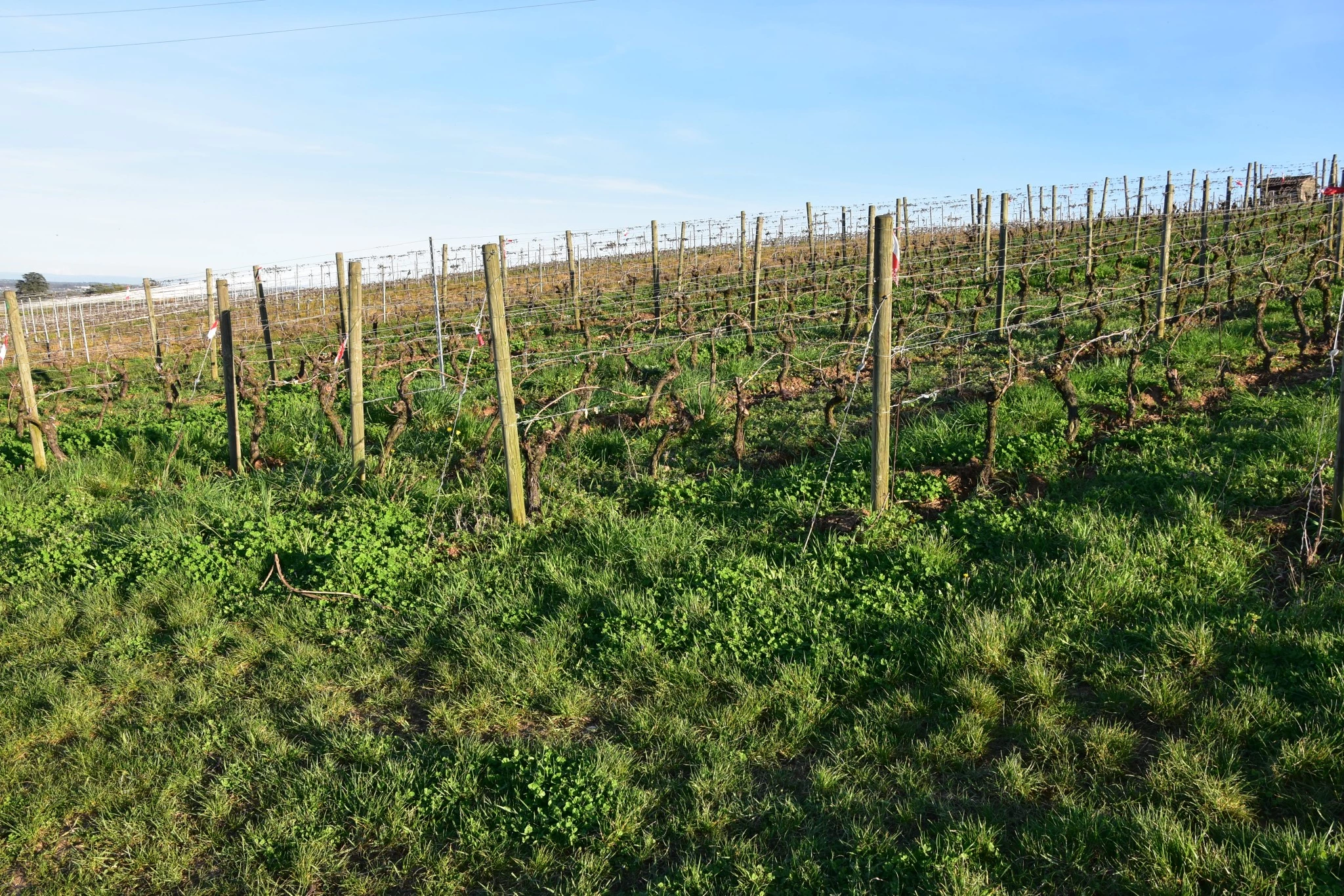 Vers un brouilly blanc ? 