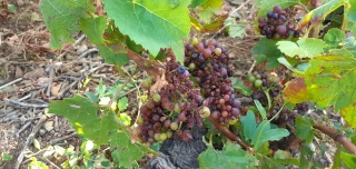La DDT dans le Beaujolais pour activer le dispositif ISN