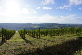Climat, sanitaire et innovations : le point des deux appellations 
