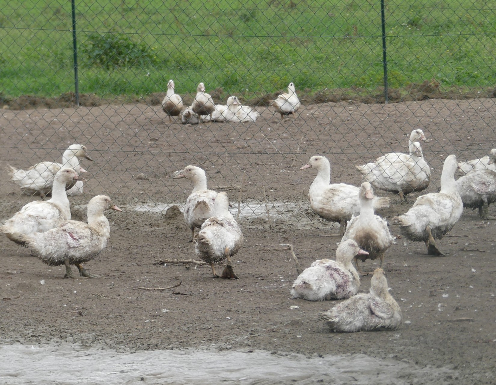 La résilience de la ferme La Freydière