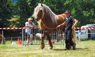 Les chevaux de trait, toujours présents !