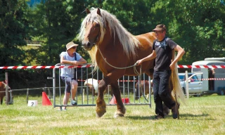 Les chevaux de trait, toujours présents !