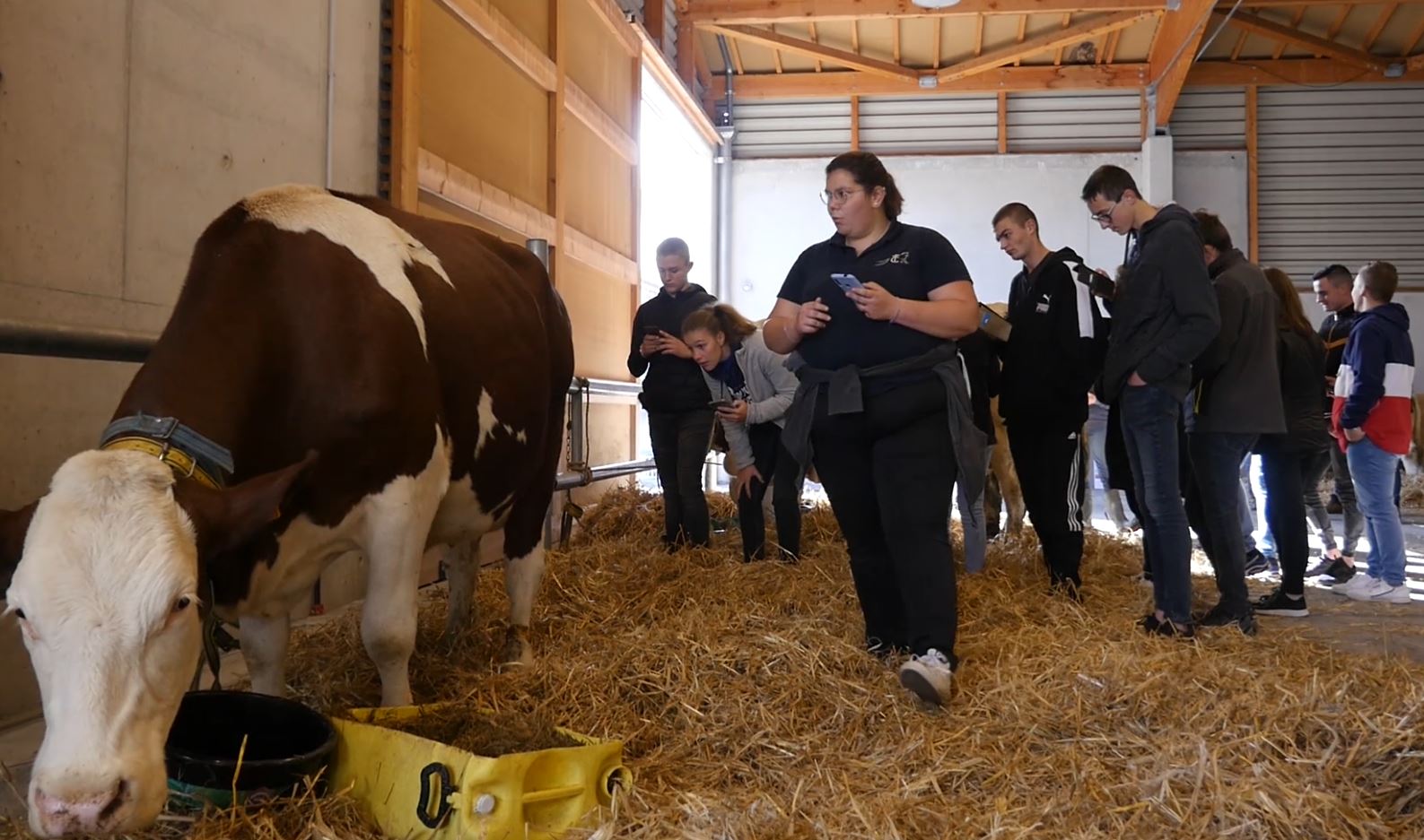 VIDEO : le concours de jugement de bétail de Saint-Laurent-de-Chamousset