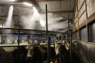 Brumisateur en salle de traite : confort à bonne température