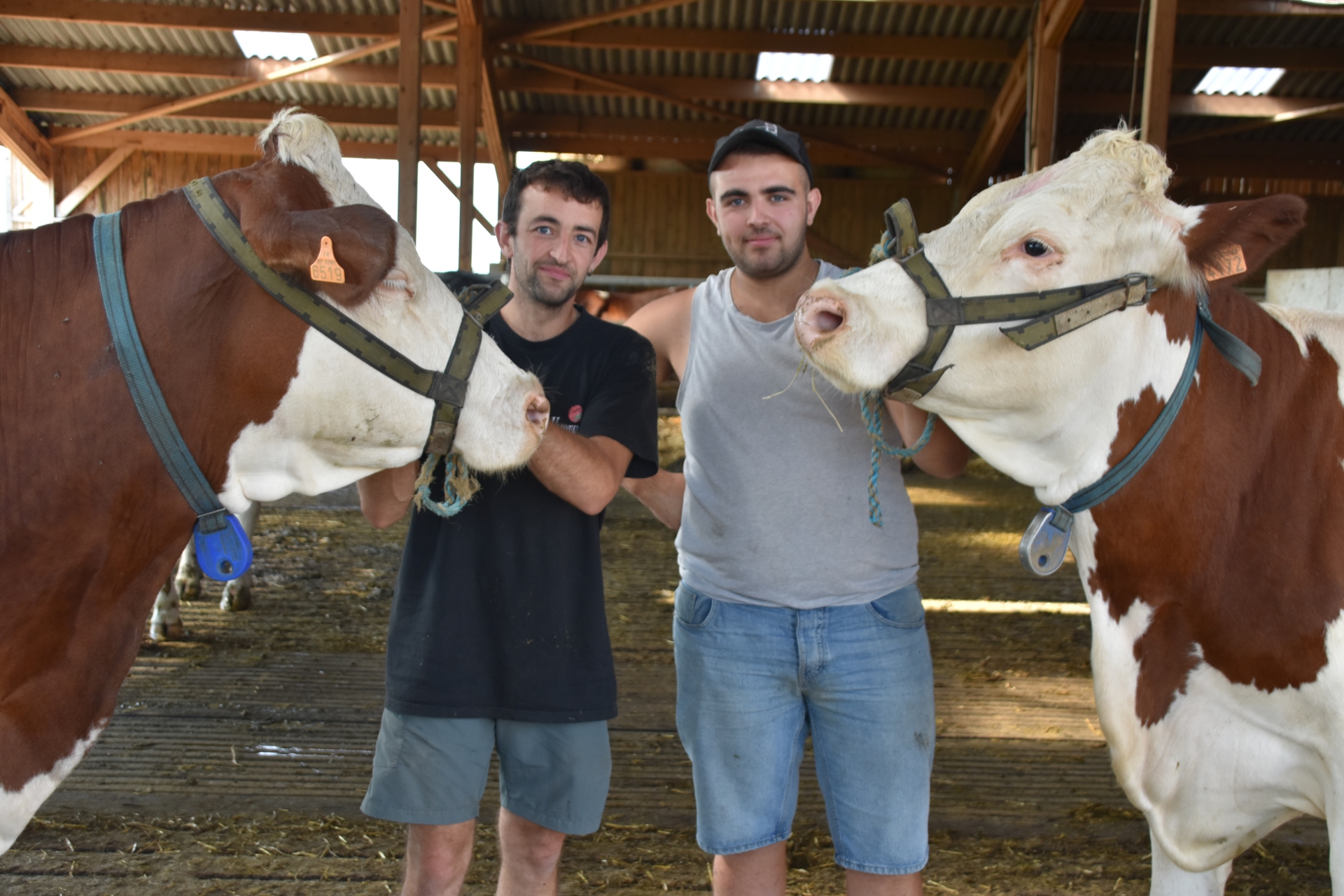 Album Photo : Aurélien Bruel prépare ses vaches pour le concours de la Fête de l'agriculture