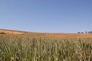 Le département du Rhône passe presque intégralement en "crise sécheresse"