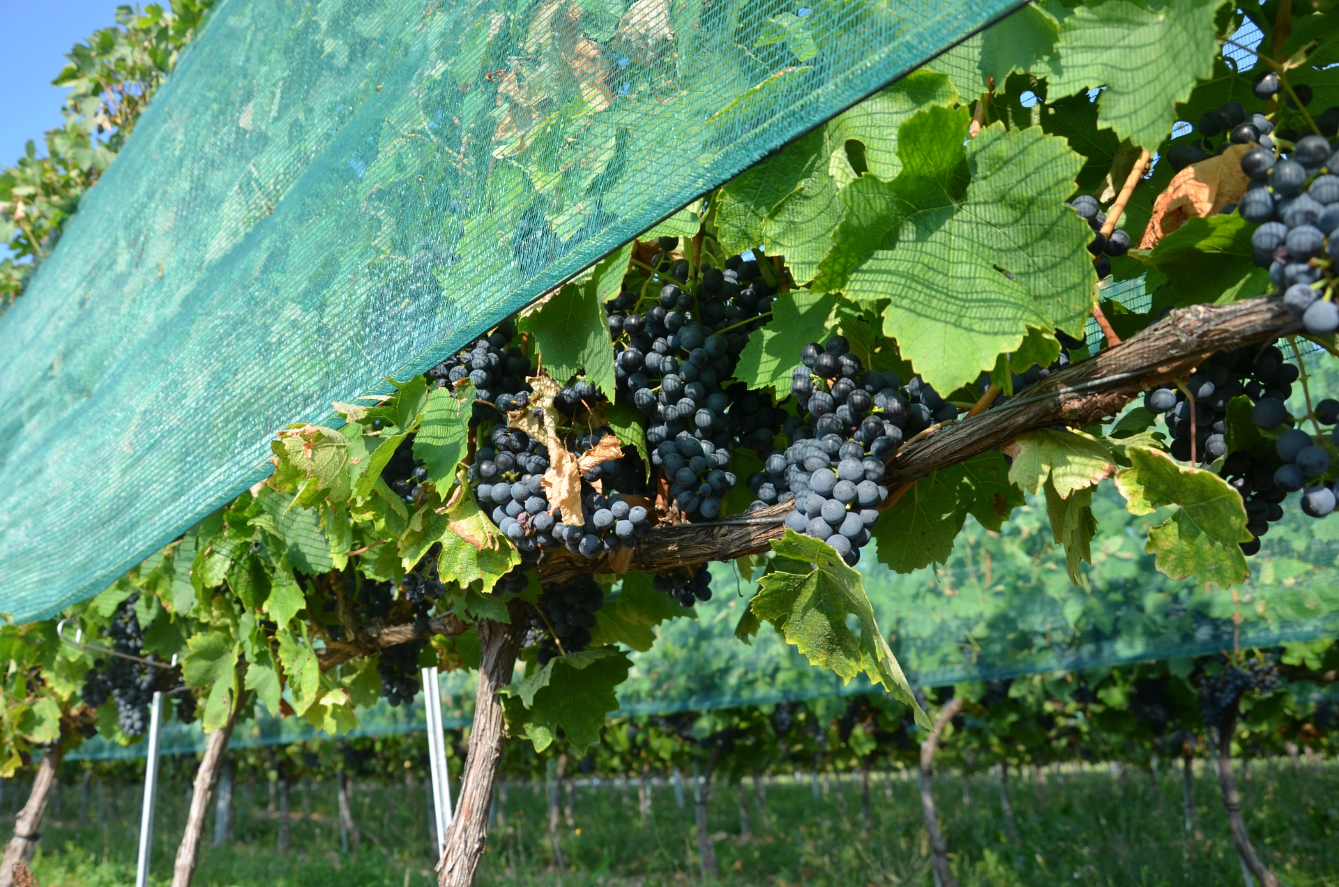 Face à la grêle, le vignoble beaujolais monte au filet