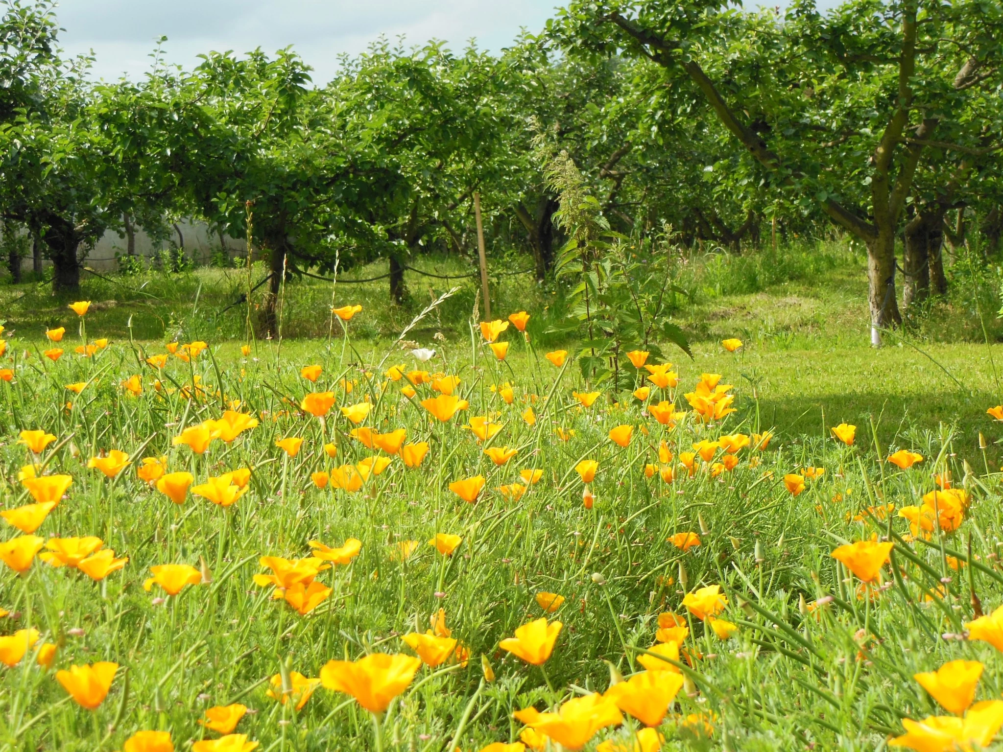 Le verger, côté fleurs du mois de juin...