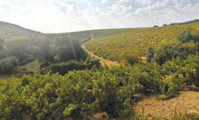 Agamy vignobles achète un domaine de 17 ha