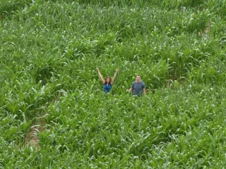 Se perdre dans un labyrinthe de maïs