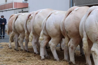 Des concours de bovins et d’ovins dans les écuries